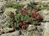 Euphorbia petrophila