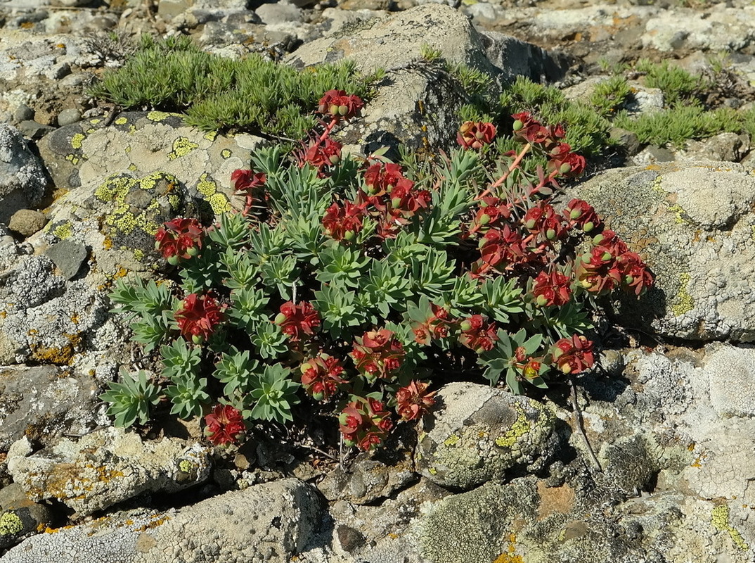 Изображение особи Euphorbia petrophila.