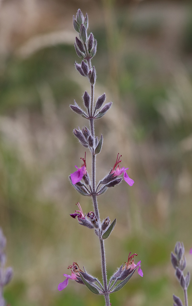 Изображение особи Teucrium canum.