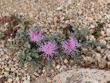 Jurinea algida. Цветущее растение. Узбекистан, Чаткальский хр., окр. Арашанских озёр, около 3300 м н.у.м., каменистый склон. 14.07.2021.