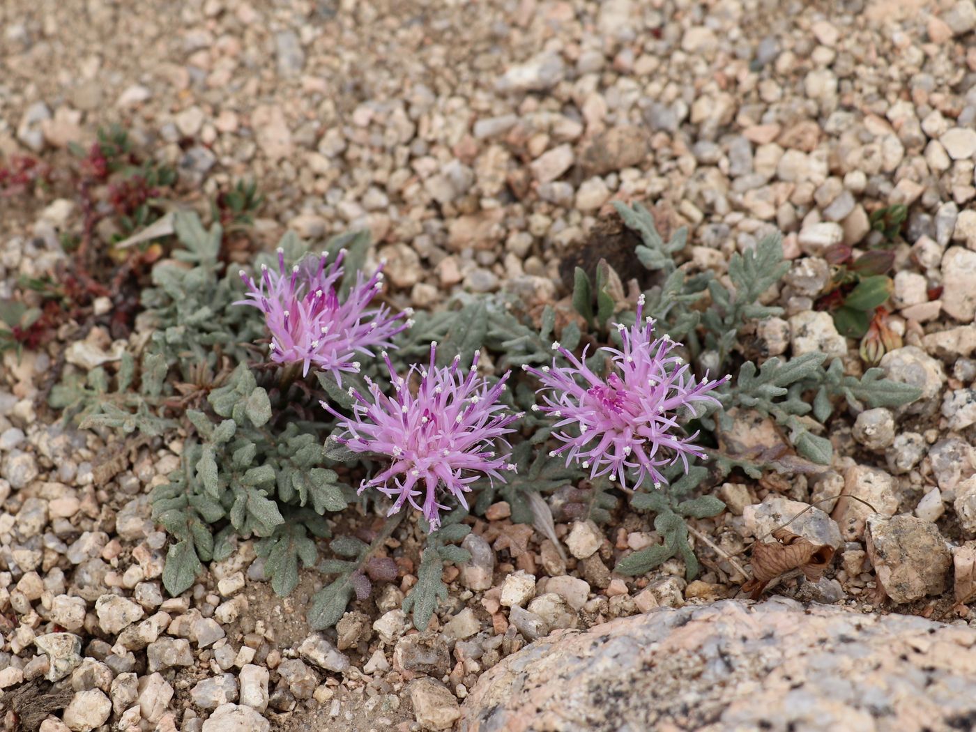 Image of Jurinea algida specimen.