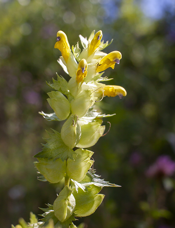 Image of genus Rhinanthus specimen.