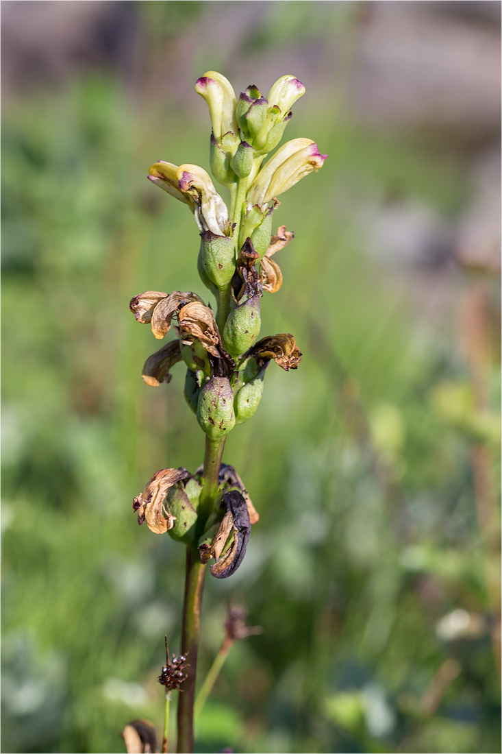 Image of Pedicularis sceptrum-carolinum specimen.