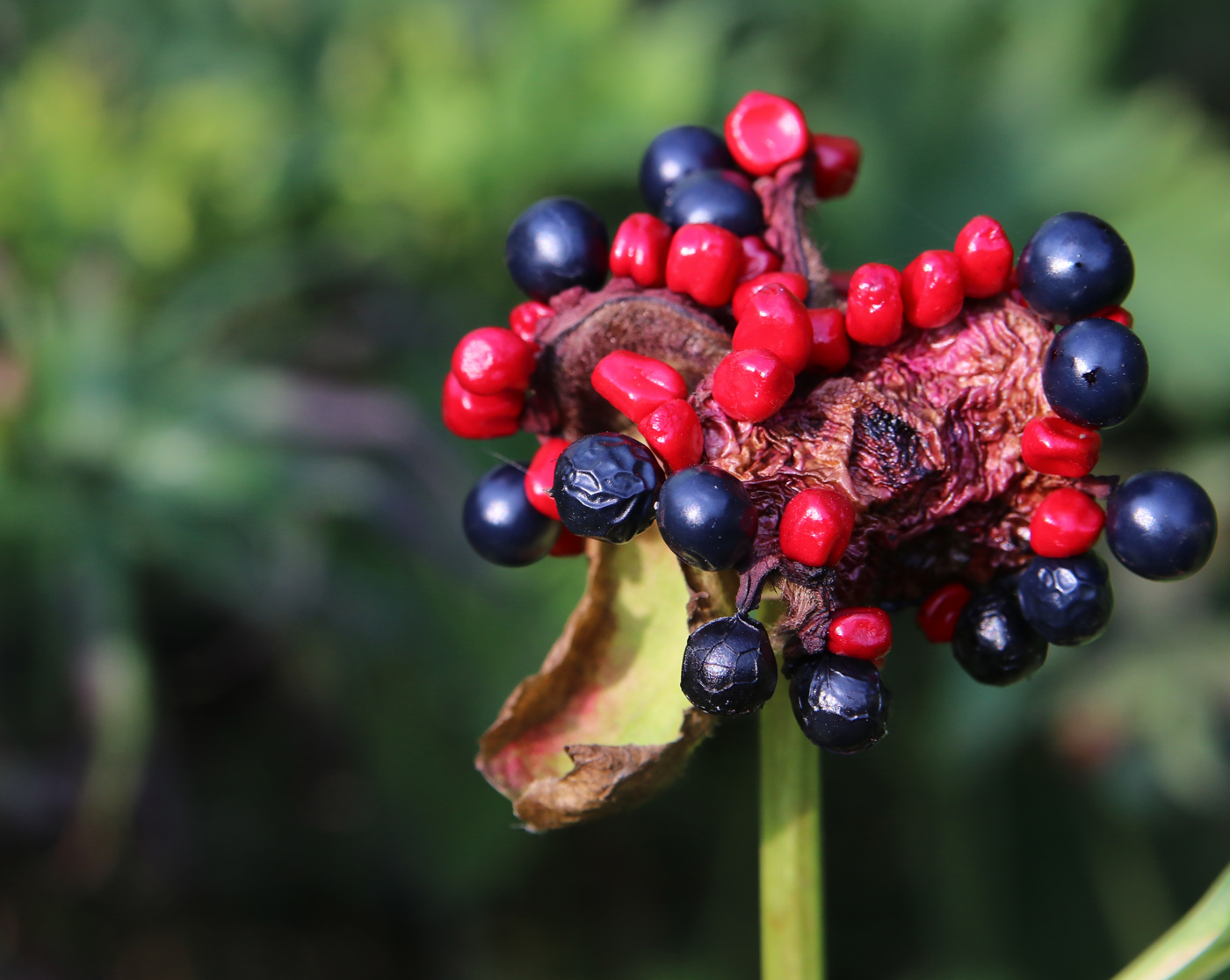 Image of Paeonia wittmanniana specimen.