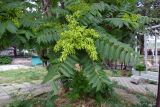 Ailanthus altissima. Нижняя часть плодоносящего дерева. Крым, Южный Берег, г. Алушта, в культуре. 13.07.2021.