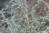 Artemisia santonicum. Часть веточки. Крым, окр. Феодосии, Баракольская долина, берег солёного озера. 4 августа 2021 г.