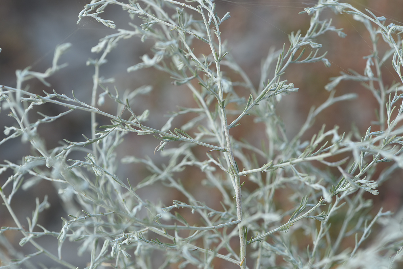 Image of Artemisia santonicum specimen.