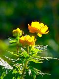 Trollius asiaticus. Верхушка цветущего растения. Новосибирская обл., Новосибирский р-н, поляна в смешанном лесу. Июнь 2010 г.