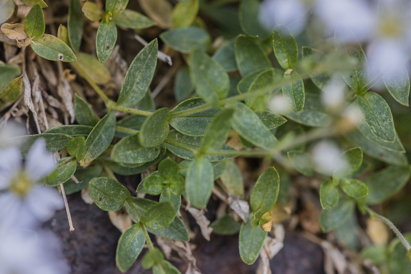 Изображение особи Cerastium polymorphum.