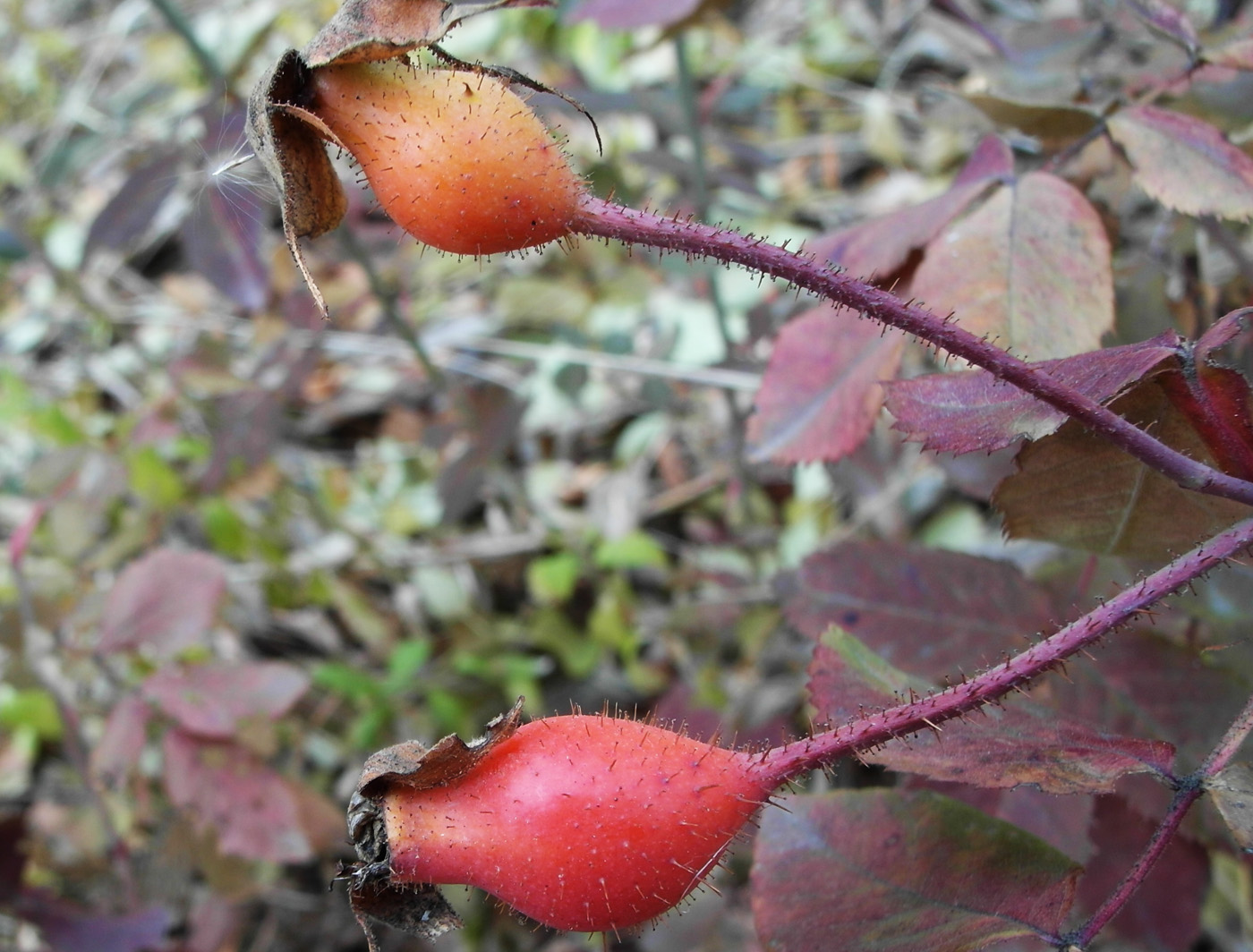 Image of Rosa damascena specimen.