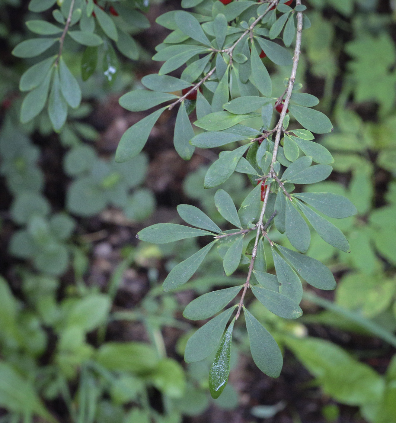 Изображение особи Lonicera tangutica.