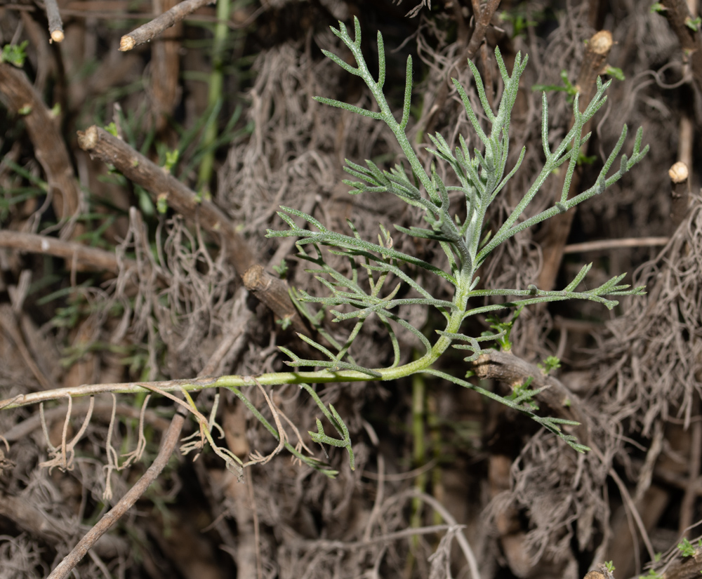 Изображение особи Hymenolepis crithmifolia.