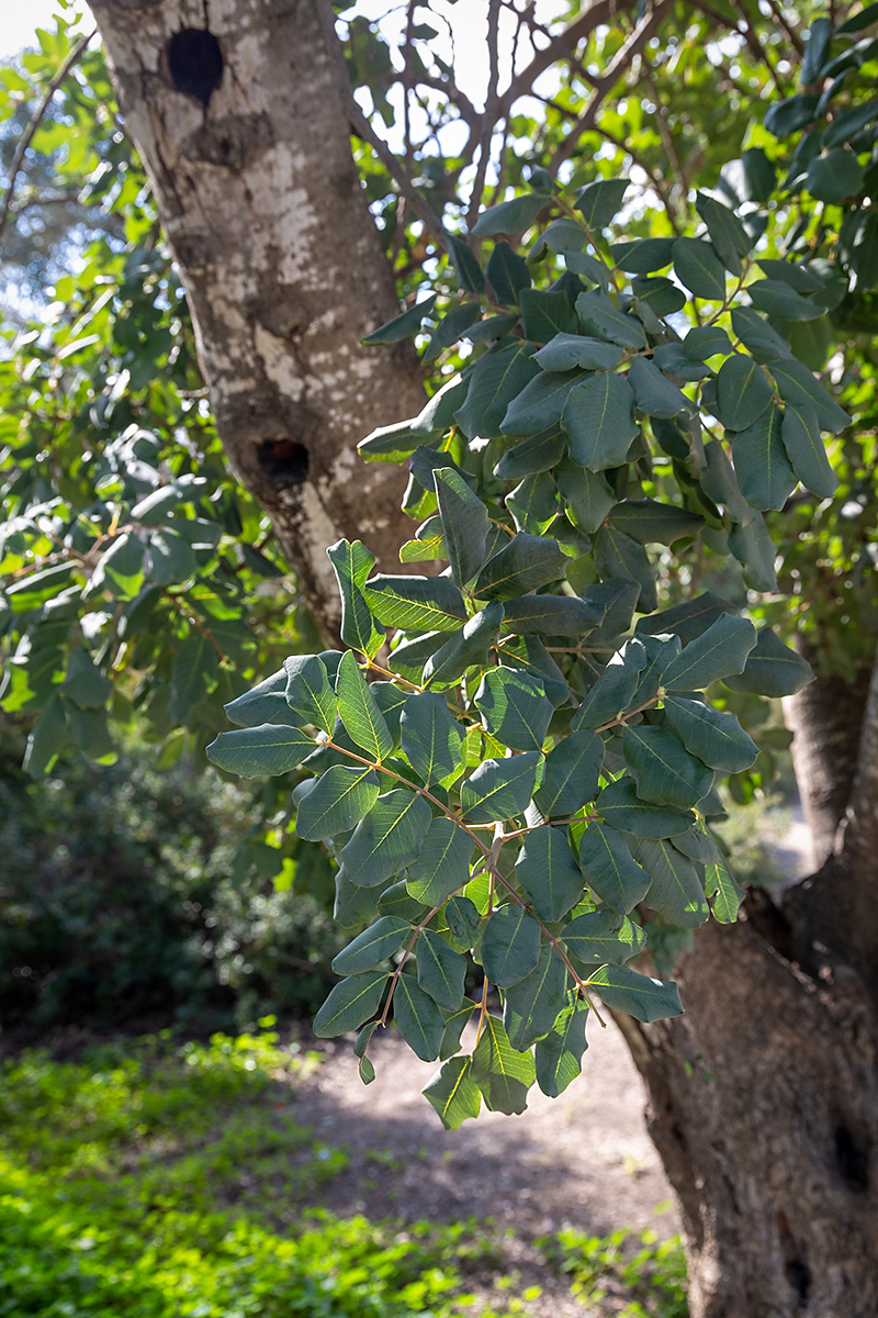 Изображение особи Ceratonia siliqua.