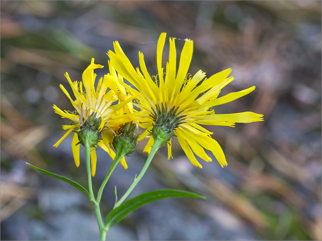 Изображение особи Hieracium umbellatum.