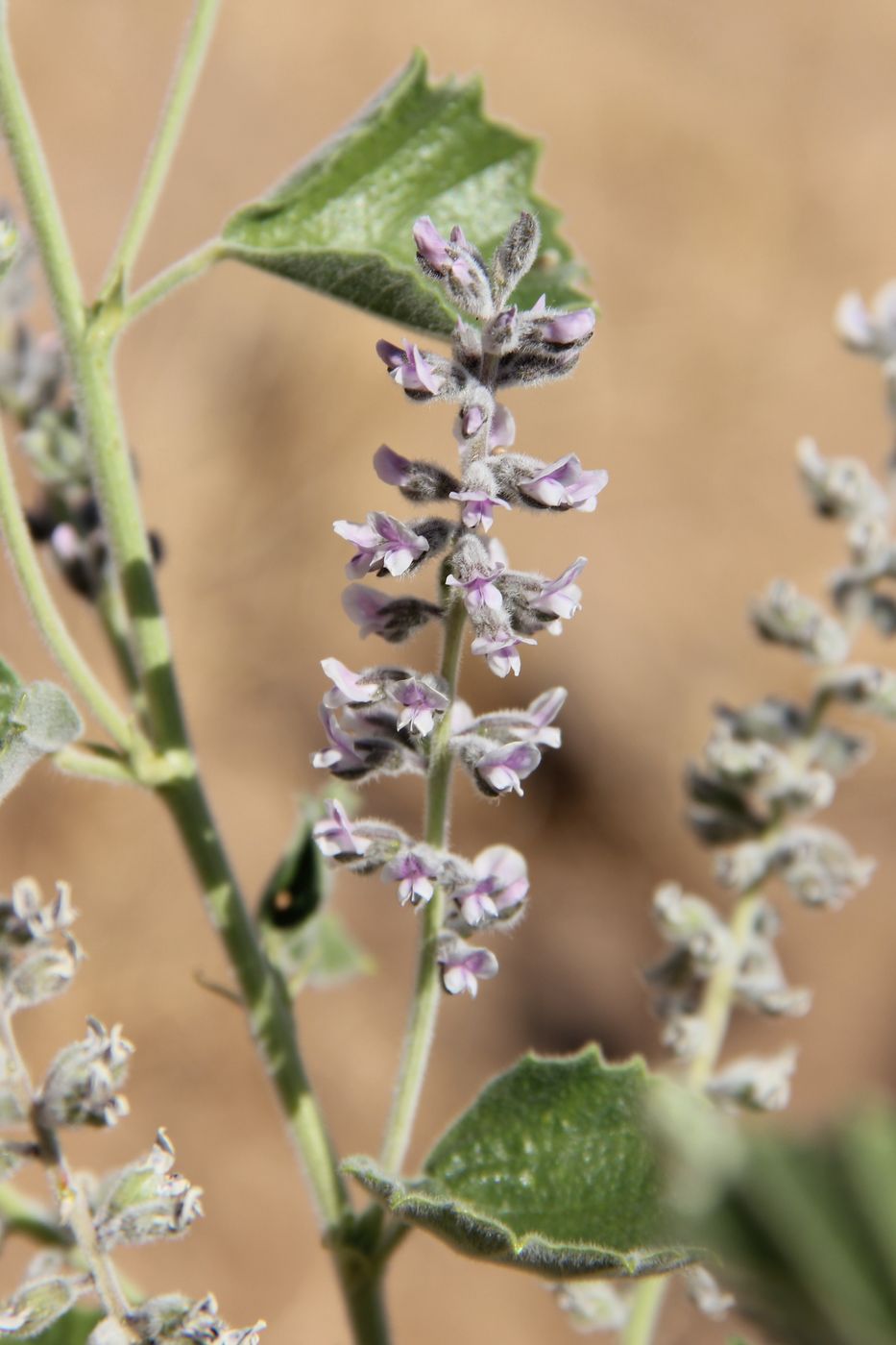 Image of Psoralea drupacea specimen.