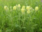 Oxytropis pilosa