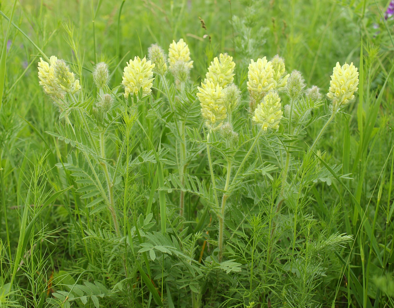 Изображение особи Oxytropis pilosa.