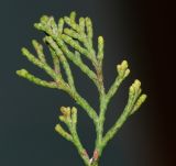 Widdringtonia nodiflora