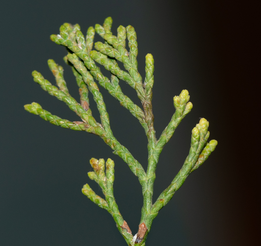 Image of Widdringtonia nodiflora specimen.