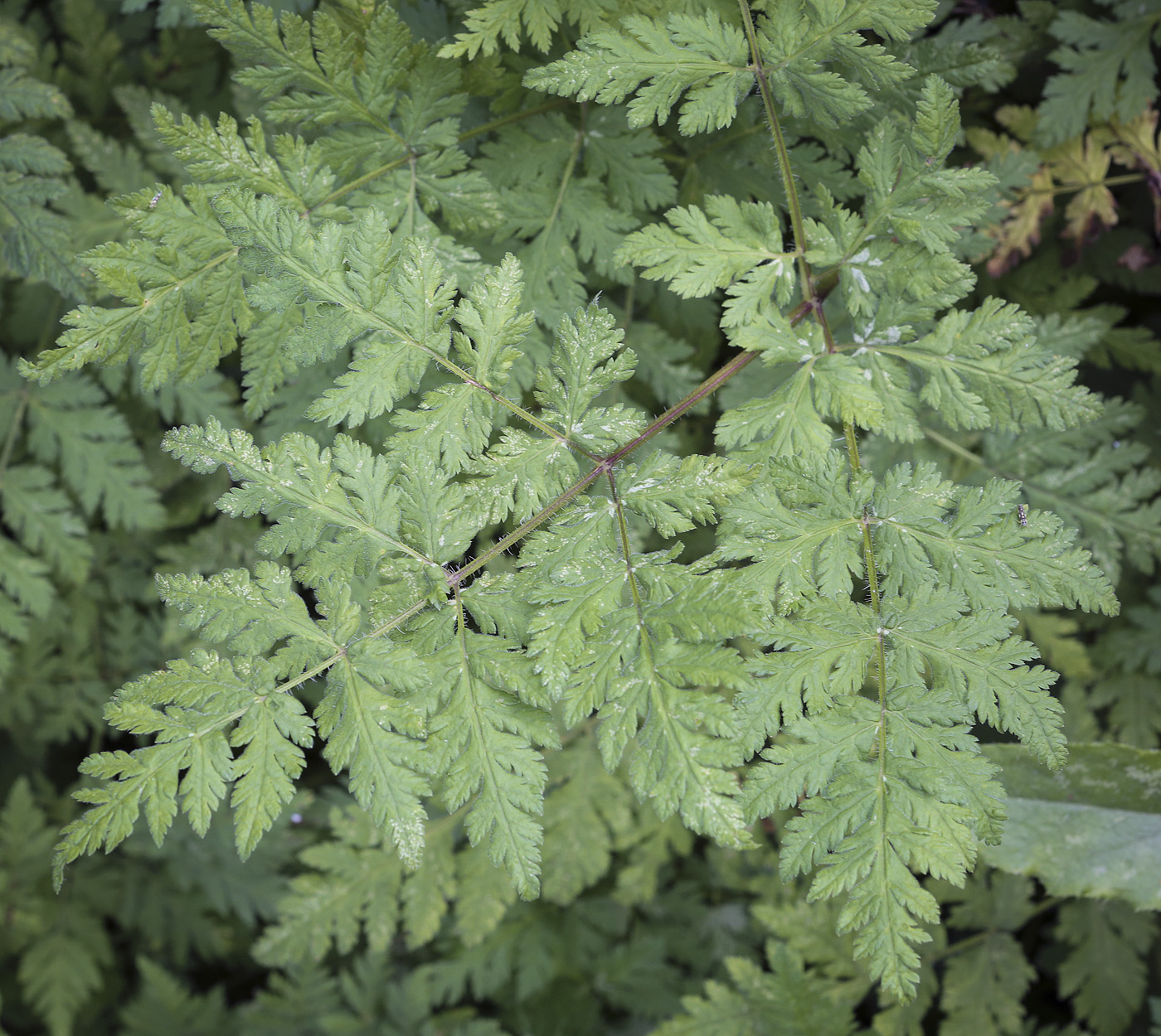 Image of Myrrhis odorata specimen.