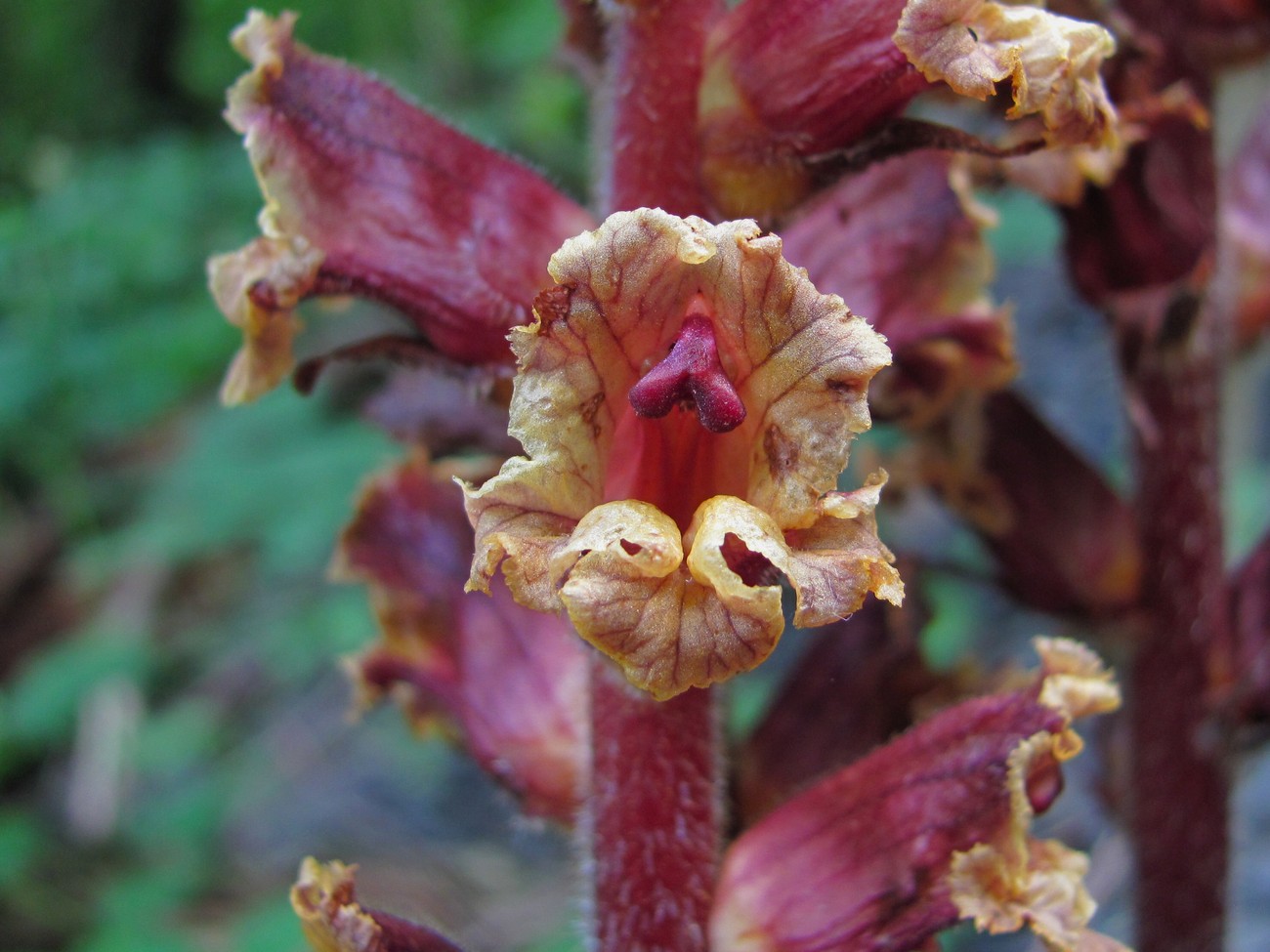 Изображение особи Orobanche laxissima.