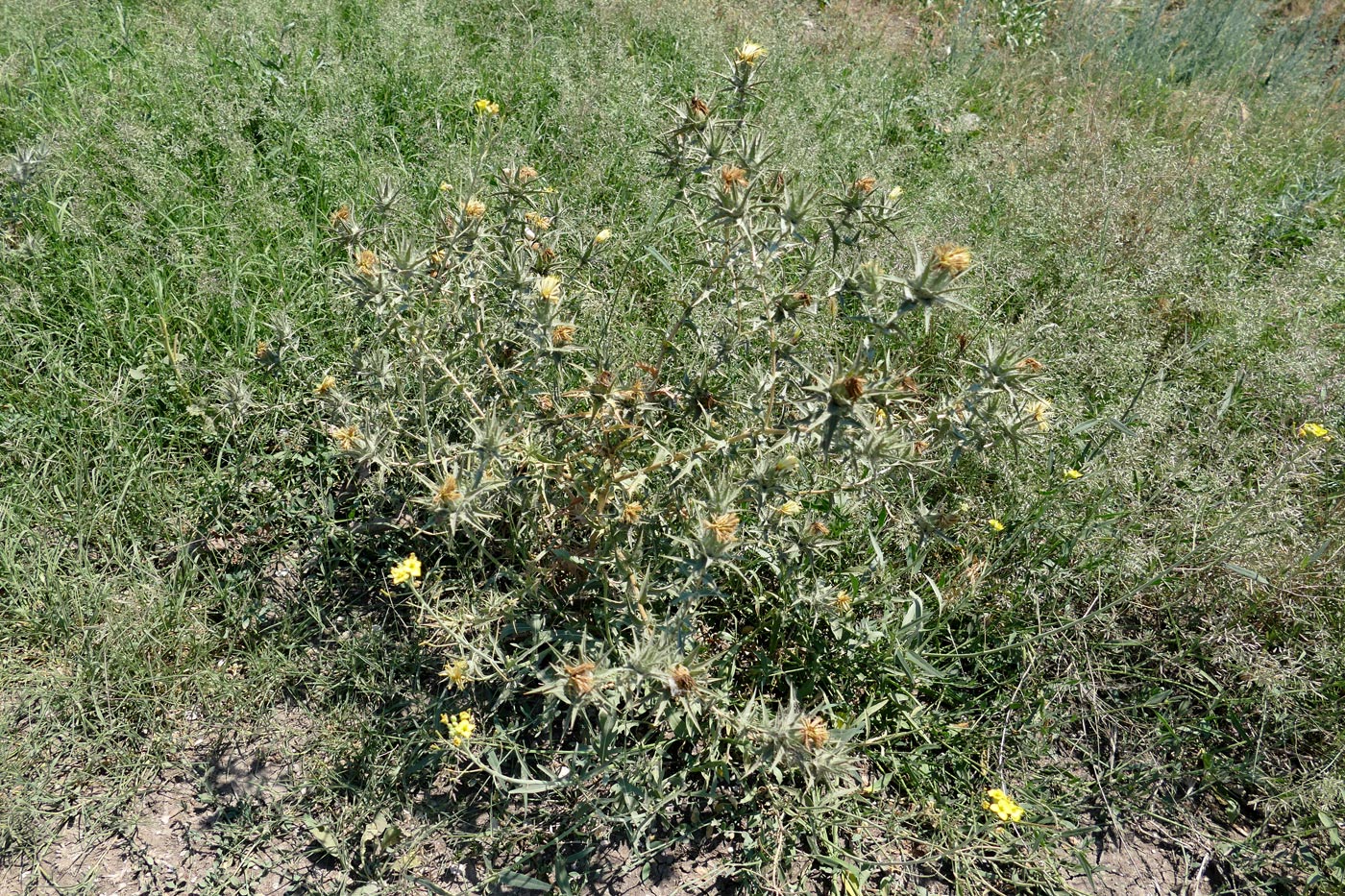 Image of Carthamus lanatus specimen.