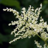 Aconogonon weyrichii. Верхушка соцветия. Мурманская обл., г. Кировск, Полярно-Альпийский ботанический сад. 10.08.2010.