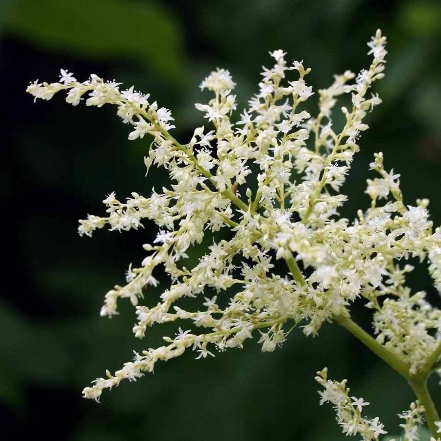 Изображение особи Aconogonon weyrichii.