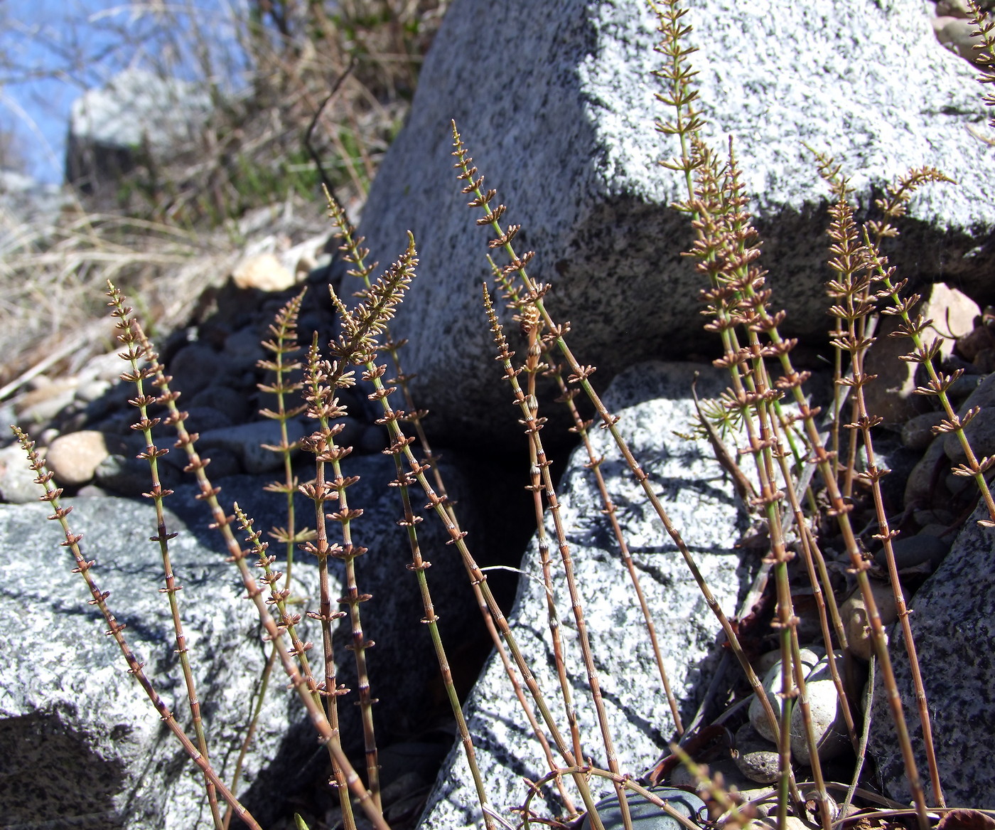 Image of Equisetum pratense specimen.