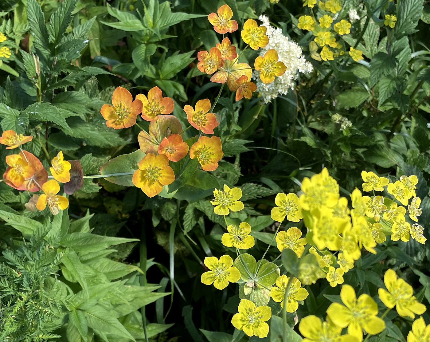 Изображение особи Bupleurum longifolium ssp. aureum.