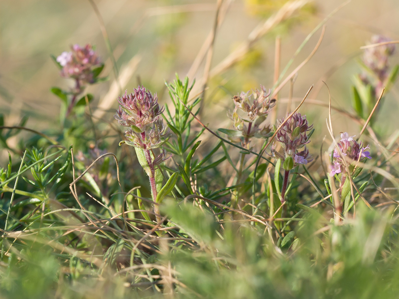 Image of Thymus elenevskyi specimen.