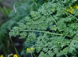 familia Apiaceae