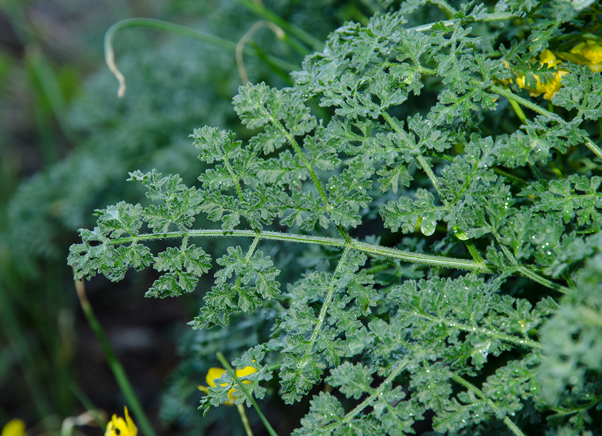 Изображение особи семейство Apiaceae.