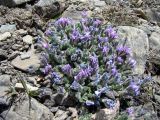 Oxytropis chionobia