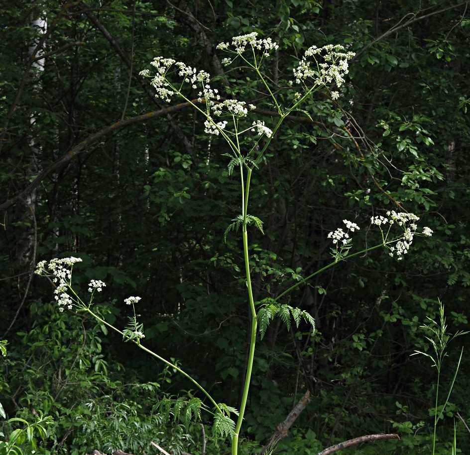 Изображение особи Anthriscus sylvestris.