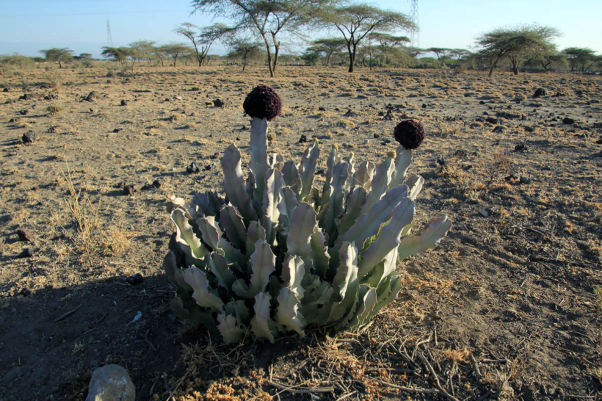 Image of Desmidorchis retrospiciens specimen.