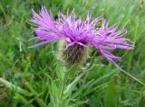 Centaurea nervosa