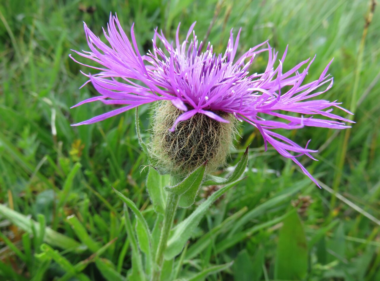 Изображение особи Centaurea nervosa.