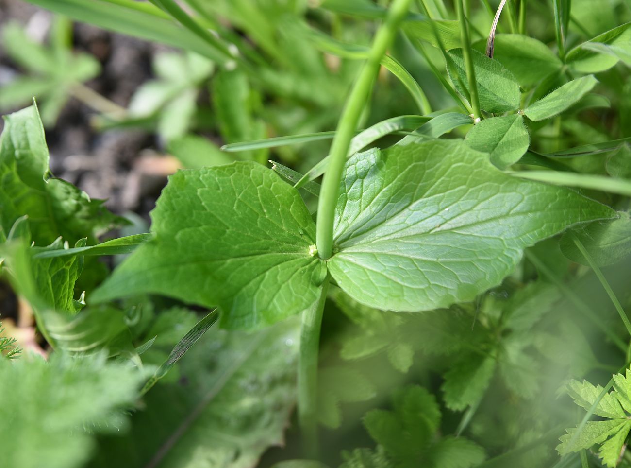 Изображение особи Valeriana tiliifolia.