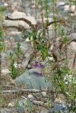 Buddleja davidii. Цветущее растение. Республика Абхазия, р. Кяласур. 23.08.2009.