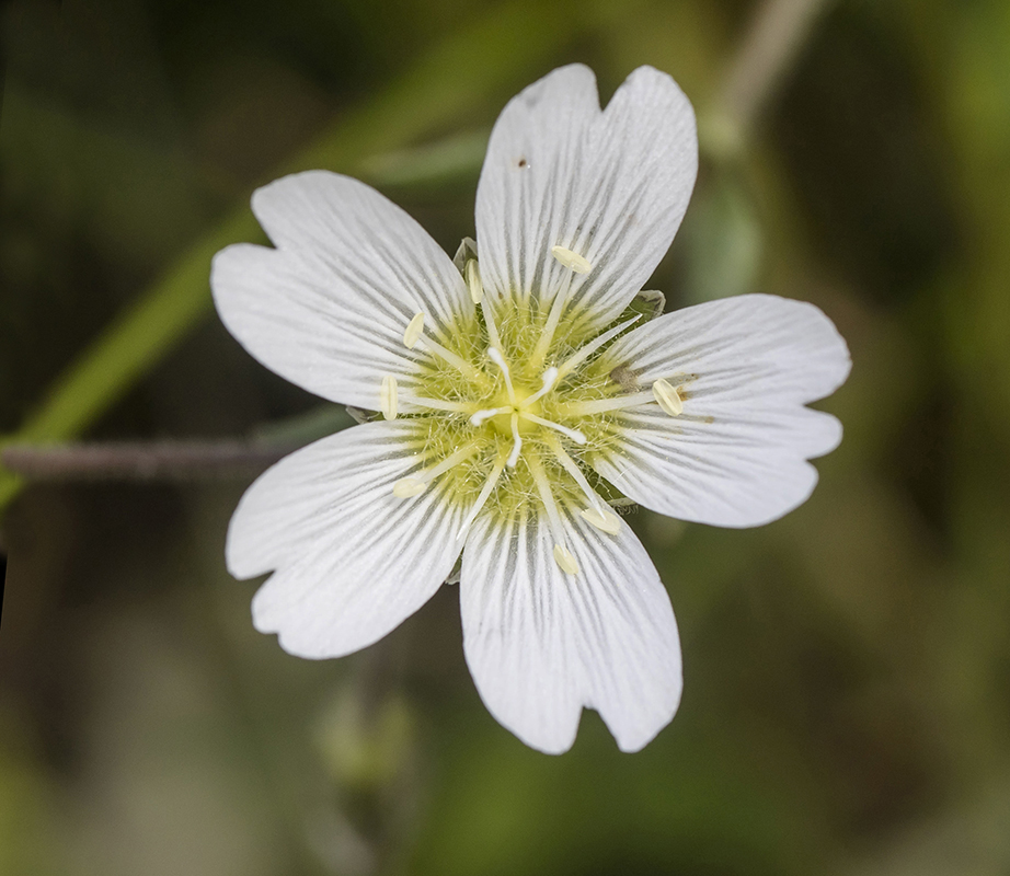 Image of genus Cerastium specimen.