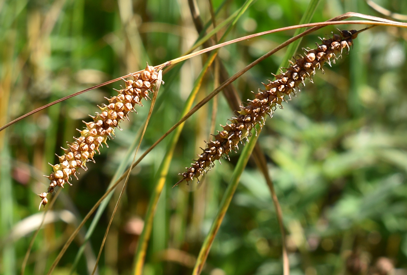 Image of Carex rostrata specimen.