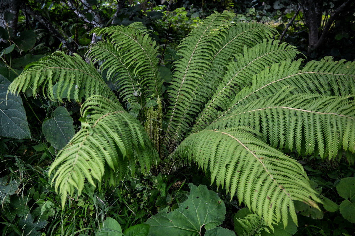 Image of Matteuccia struthiopteris specimen.