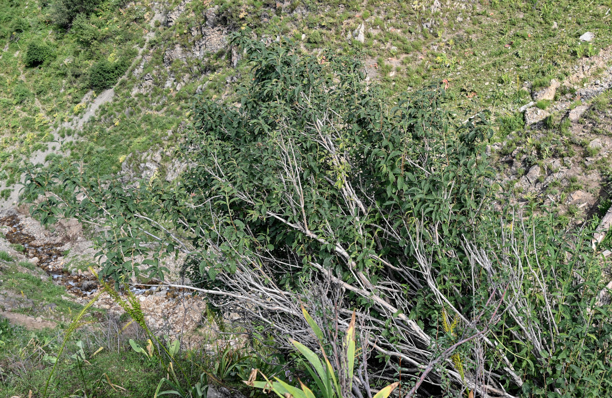 Image of Lonicera karelinii specimen.