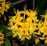 Rhododendron luteum. Цветки. Санкт-Петербург, Петергоф, парк \"Александрия\", в культуре. Июнь 2022 г.