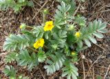 Potentilla anserina. Цветущее растение. Якутия, Мирнинский р-н, окр. пос. Светлый. 06.06.2009.