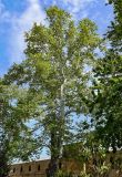 Platanus orientalis. Крона взрослого дерева. Дагестан, г. Дербент, в культуре. 04.05.2022.