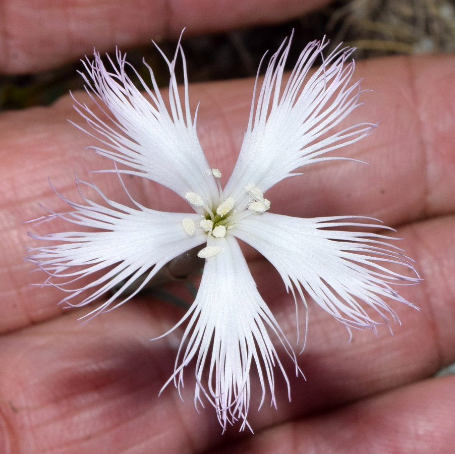 Изображение особи Dianthus tetralepis.