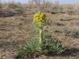 Ferula foetida