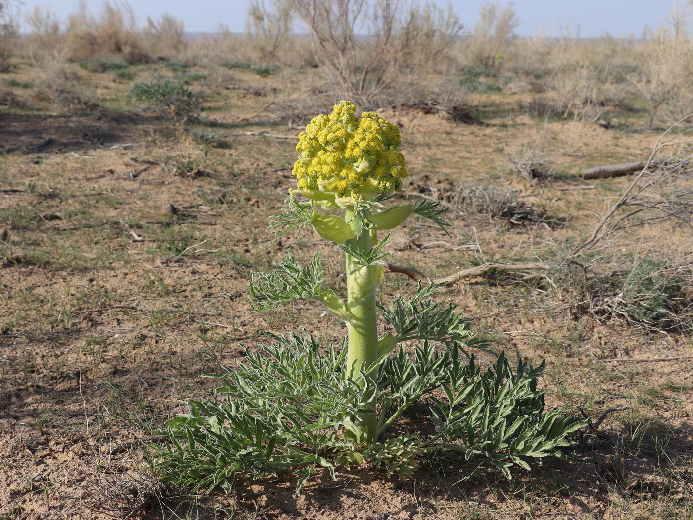 Изображение особи Ferula foetida.